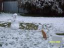 Ginger not sure about the strange white man in the backyard